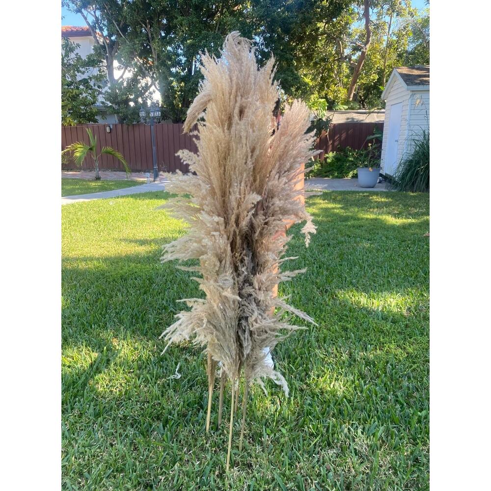 Natural Pampas Grass 55” Tall Dried 48 Stems Wedding Event Decor Boho Wholesale